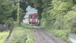木のトンネルを通る長良川鉄道